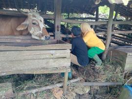 Yanduwan DI Pulengelo, Pemeriksaan Kesehatan Hewan Ternak